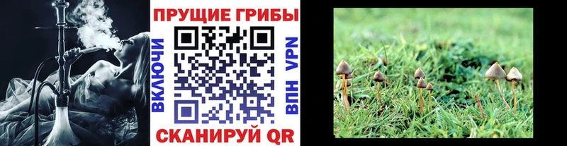 omg ТОР  Кисловодск  Псилоцибиновые грибы Cubensis  купить  сайты 